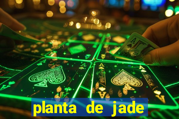 planta de jade significado espiritual